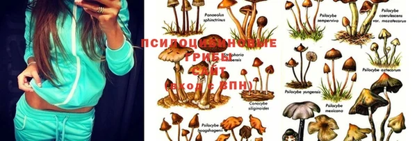 сатива Фёдоровский